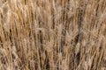 Wheat crop ripen and ready to harvest in summer Royalty Free Stock Photo