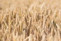 Wheat crop. Selective focus close-up of golden wheat ears Royalty Free Stock Photo