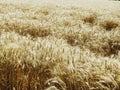 Wheat crop stock ready to harvest Royalty Free Stock Photo