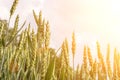 Wheat crop sun sky landscape. Agriculture summer harvest. Cereal bread grain in farm on sunset golden background. Field green rye Royalty Free Stock Photo