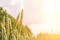Wheat crop sun sky landscape. Agriculture summer harvest. Cereal bread grain in farm on sunset golden background. Field green rye Royalty Free Stock Photo