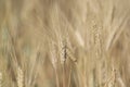 Wheat Crop with Wheat Spikes in the Farm Royalty Free Stock Photo