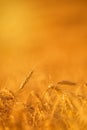 Wheat Crops in Agricultural Field