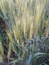 Wheat crops feild in India Royalty Free Stock Photo