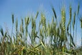 Wheat crops in field at Bordi at Bordi, Maharashtra, India Royalty Free Stock Photo