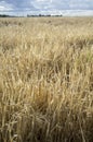 Wheat crops field with cloudy windy sky Royalty Free Stock Photo