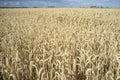 Wheat crops field with cloudy windy sky Royalty Free Stock Photo