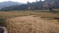 Wheat crops in indian villages