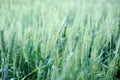 Wheat crops time to cut in punjab April month for celebrate baisakhi