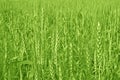 Wheat cultivation and Farming
