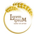 Wheat design element. Wheat frame. Agriculture wheat vector logo template design.