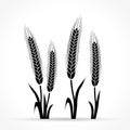 Wheat design on white background