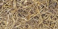 Wheat dry straw texture background, beveled wheat, cereal crops Royalty Free Stock Photo