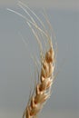 Wheat ear Royalty Free Stock Photo