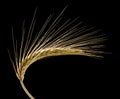 Wheat ear Royalty Free Stock Photo