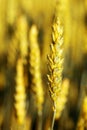 Wheat ear