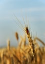 Wheat ear Royalty Free Stock Photo