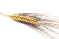 Wheat ear Royalty Free Stock Photo