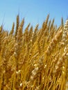 Wheat ear