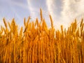 Wheat ear Royalty Free Stock Photo