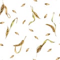 Wheat ear, barley watercolor seamless pattern on white background. Spikelet of rye, malt stalk hand drawn. Design