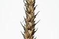 Wheat ear with black (sooty) head mold of wheat Royalty Free Stock Photo