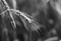 Wheat ear black and wight Royalty Free Stock Photo