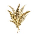 Wheat ear bunch watercolor illustration isolated on white background.