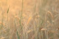 Wheat ear closeup in field - cereal background Royalty Free Stock Photo