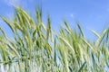 Wheat ear deep green color cereal cultivation detail close up