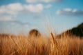 Wheat ear on a field and blue sky with white clouds and trees in background Royalty Free Stock Photo