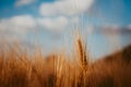 Wheat ear on a field and blue sky with white clouds and trees in background Royalty Free Stock Photo