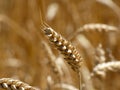 Wheat Ear In the Field Royalty Free Stock Photo
