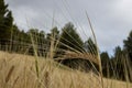 Wheat ear in the field with green trees in the background Royalty Free Stock Photo