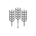 Wheat ear, grain line icon.