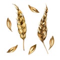 Wheat ear and grains watercolor illustration isolated on white background.