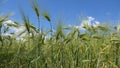 Wheat Ear Harvest in Sunset, Cereals in Cloudy Sky, Grains Field, Agriculture Royalty Free Stock Photo