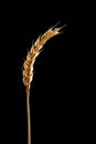 Wheat ear isolated on black background Royalty Free Stock Photo