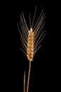 Wheat ear isolated on black background Royalty Free Stock Photo