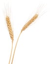 Wheat ear isolated Royalty Free Stock Photo