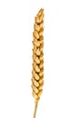 Wheat ear isolated Royalty Free Stock Photo