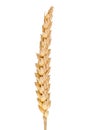 Wheat ear isolated Royalty Free Stock Photo