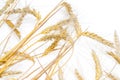 Wheat ear isolated on white background cutout Royalty Free Stock Photo