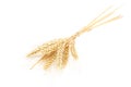 Wheat ear isolated on a white background. Royalty Free Stock Photo