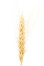 Wheat ear isolated on a white background. Royalty Free Stock Photo