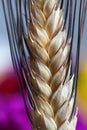 Wheat ear macro details Royalty Free Stock Photo