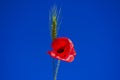 Wheat ear and red poppy on the sky background Royalty Free Stock Photo