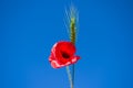 Wheat ear and red poppy on the sky background Royalty Free Stock Photo