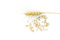 Wheat ear and seeds on white background Royalty Free Stock Photo