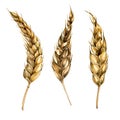 Wheat ear set watercolor illustration isolated on white background.